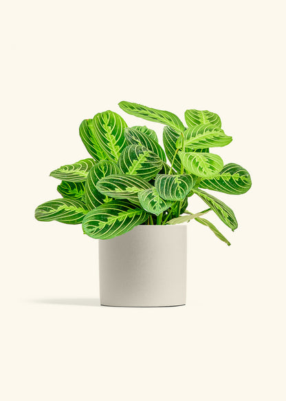 Lemon Lime Prayer Plant in a 6 inches Oat Classic Cylinder Planter 