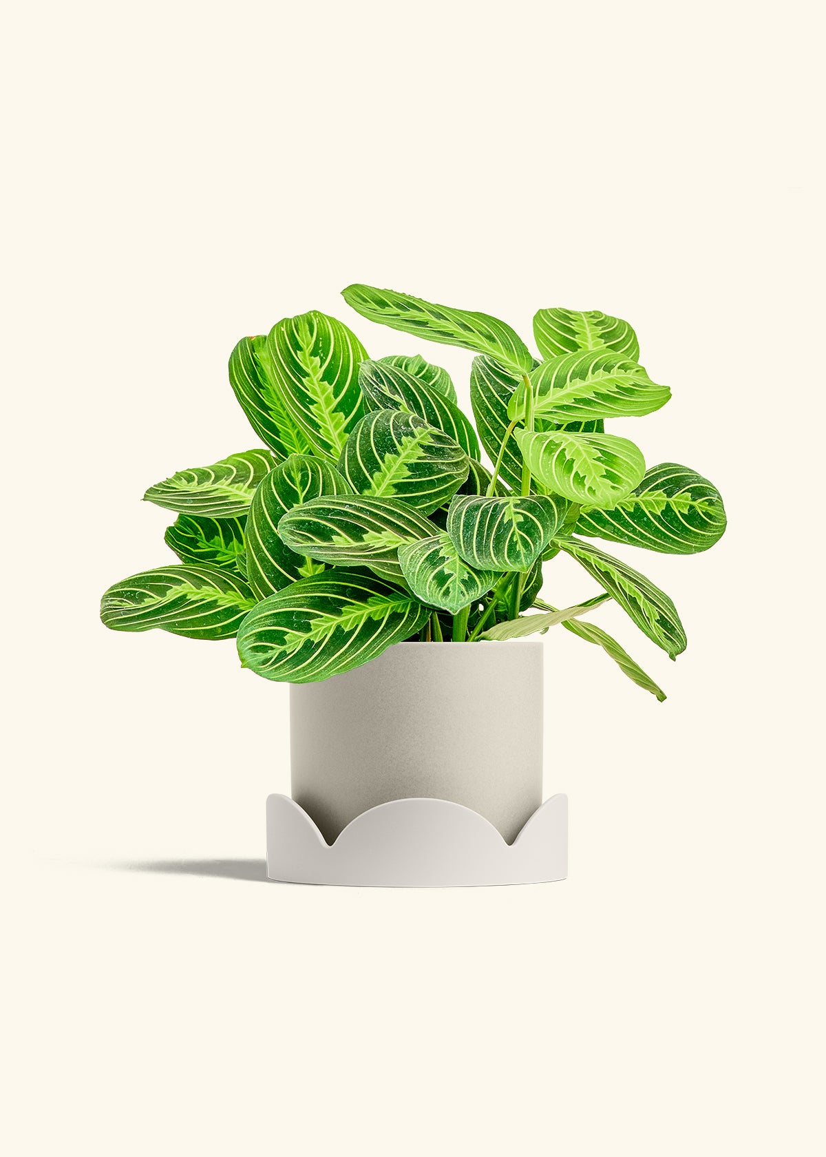 Lemon Lime Prayer Plant in a 6 inches Oat Classic Cylinder Planter in a Oat Petal Drip Tray