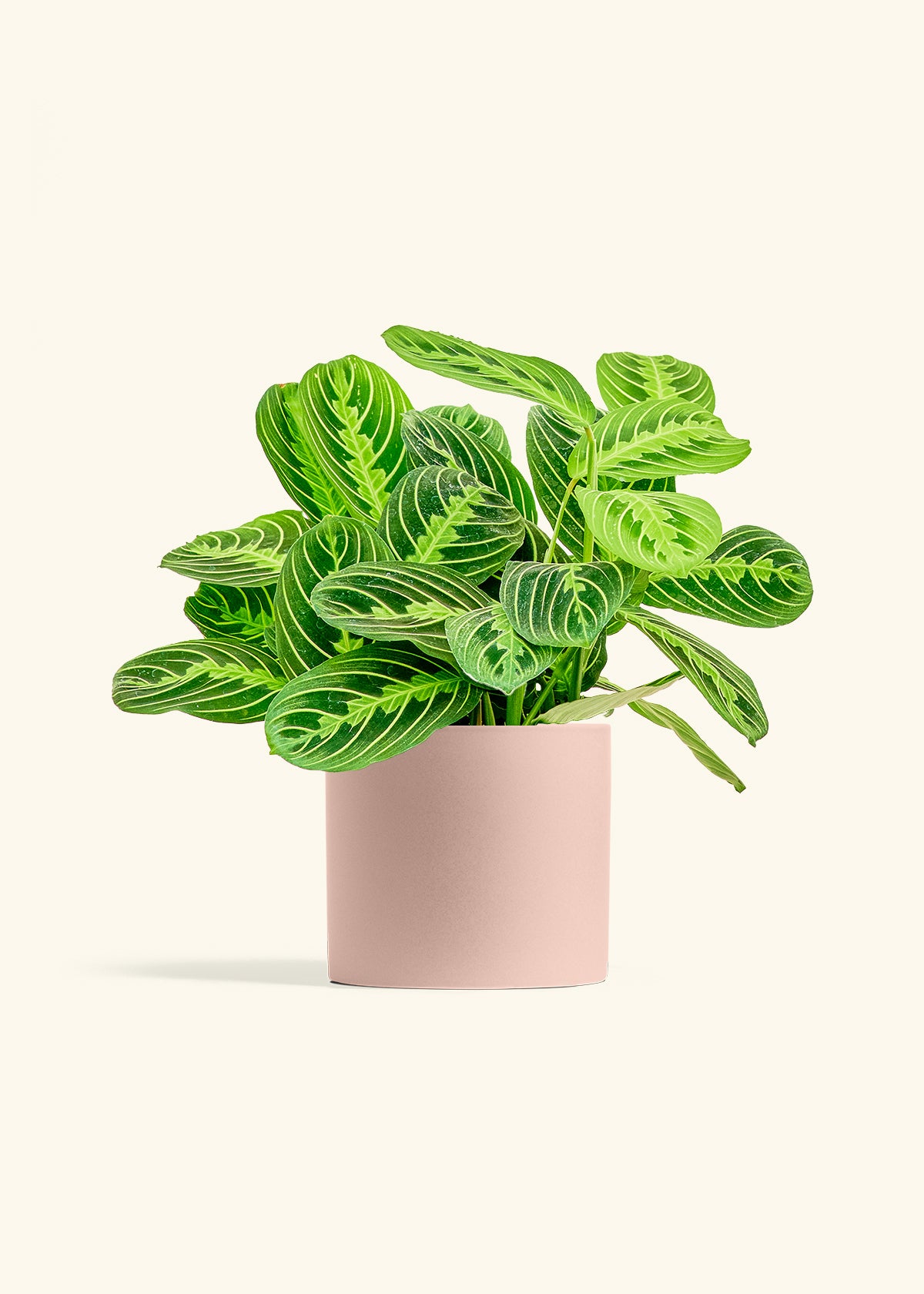 Lemon Lime Prayer Plant in a 6 inches Pink Classic Cylinder Planter 