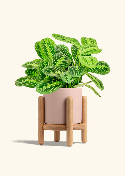 Lemon Lime Prayer Plant in a 6 inches Pink Classic Cylinder Planter in a Beech Wood Stand