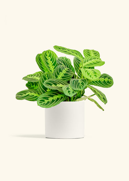 Lemon Lime Prayer Plant in a 6 inches White Classic Cylinder Planter 