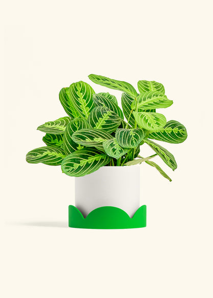 Lemon Lime Prayer Plant in a 6 inches White Classic Cylinder Planter in a Shamrock Petal Drip Tray