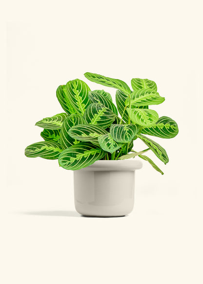 Lemon Lime Prayer Plant in a 6 inches Fat Lip Oat Planter 