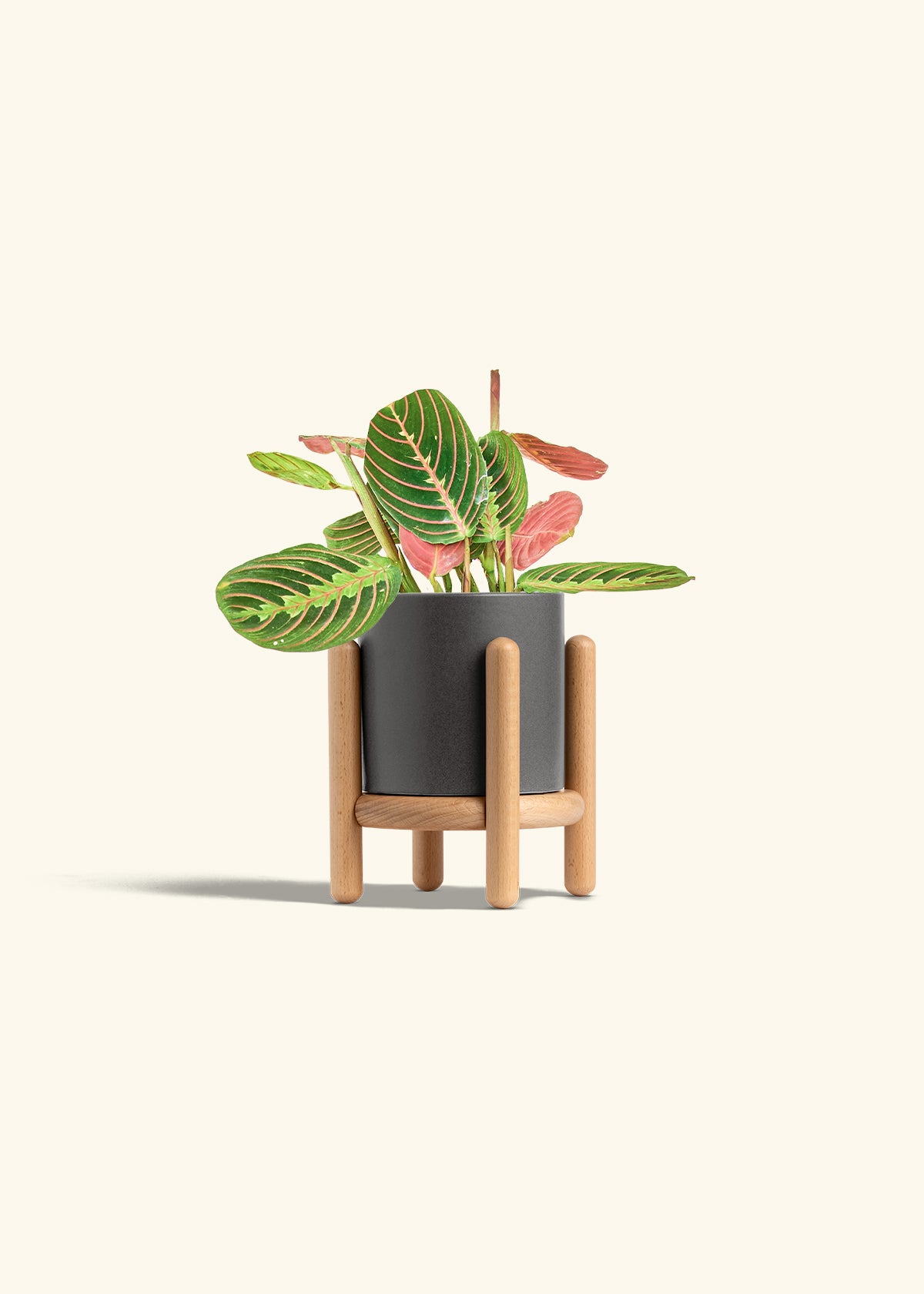 Red Prayer Plant in a 4 inches Charcoal Classic Cylinder Planter in a Shamrock Petal Drip Tray