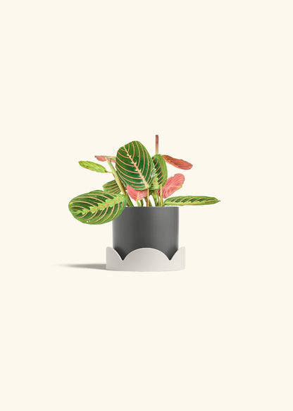 Red Prayer Plant in a 4 inches Oat Classic Cylinder Planter in a Shamrock Petal Drip Tray
