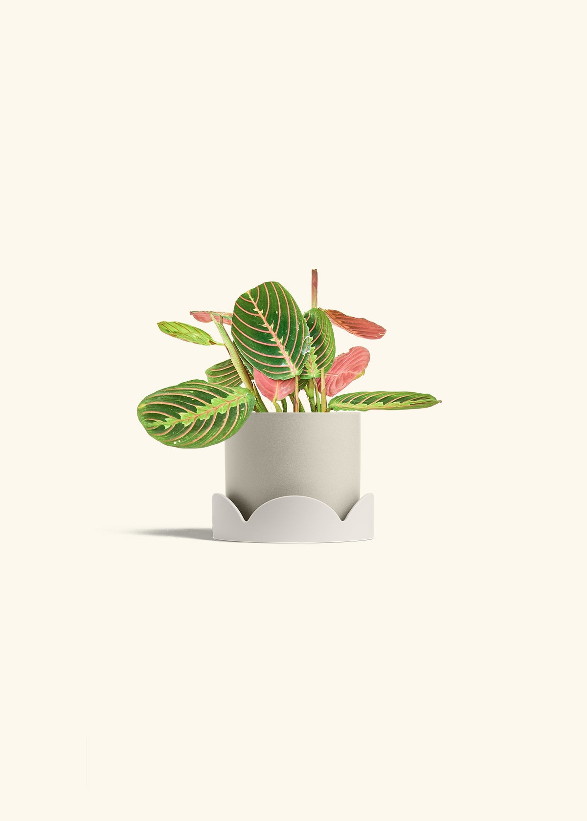 Red Prayer Plant in a 4 inches Charcoal Classic Cylinder Planter in a Beech Wood Stand