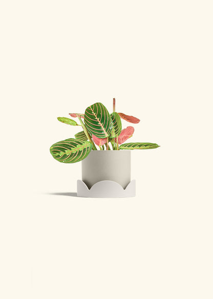 Red Prayer Plant in a 4 inches Charcoal Classic Cylinder Planter in a Beech Wood Stand
