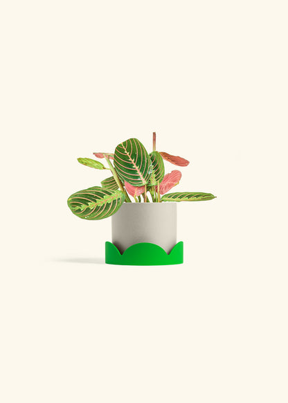 Red Prayer Plant in a 4 inches Charcoal Classic Cylinder Planter in a Oat Petal Drip Tray
