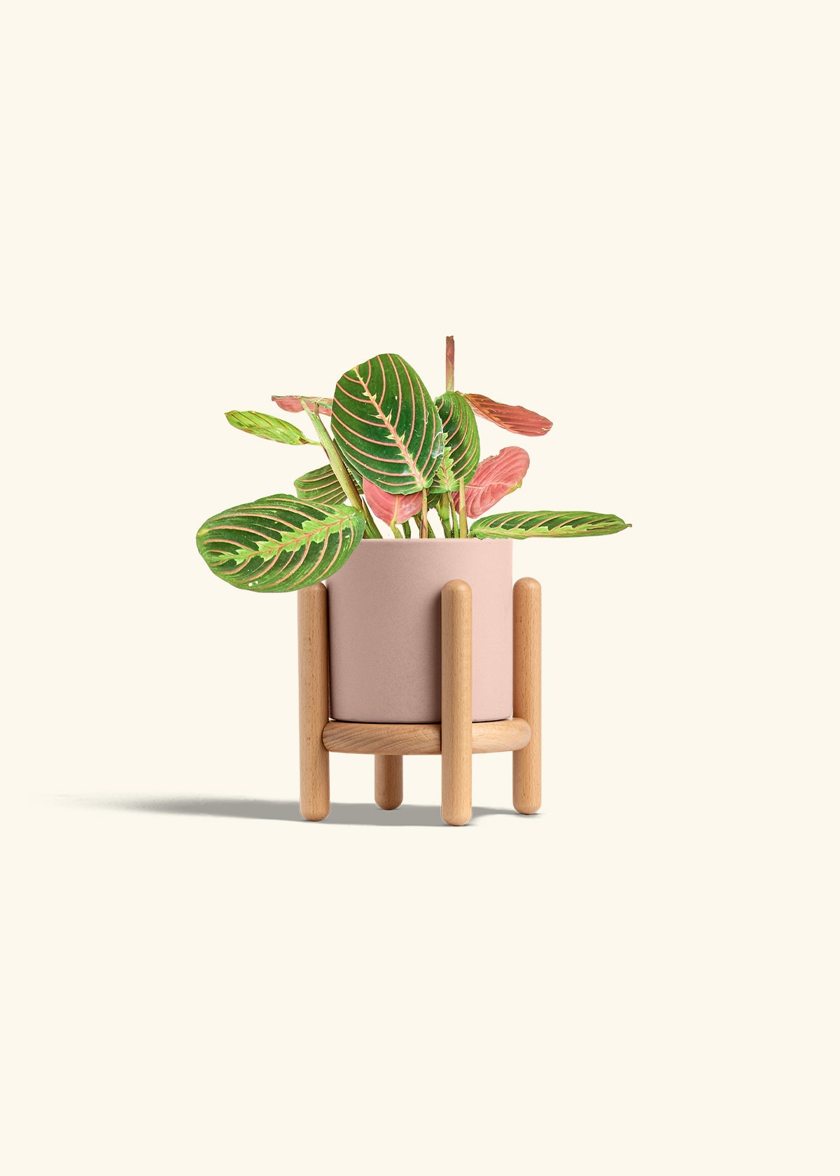Red Prayer Plant in a 4 inches Pink Classic Cylinder Planter in a Beech Wood Stand