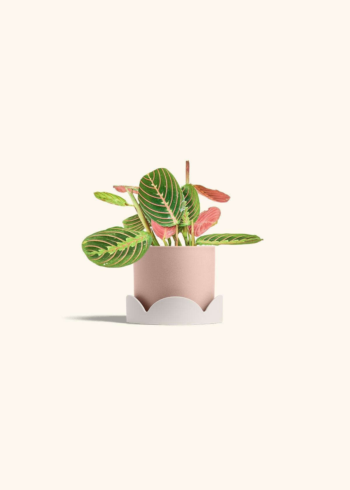 Red Prayer Plant in a 4 inches Pink Classic Cylinder Planter in a Oat Petal Drip Tray
