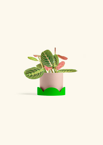 Red Prayer Plant in a 4 inches Pink Classic Cylinder Planter in a Shamrock Petal Drip Tray