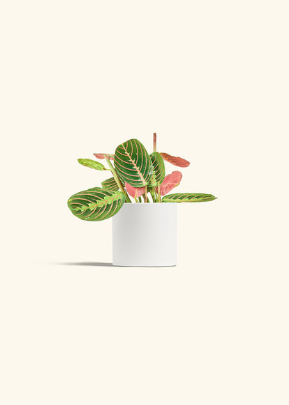 Red Prayer Plant in a 4 inches White Classic Cylinder Planter 