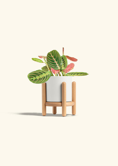 Red Prayer Plant in a 4 inches White Classic Cylinder Planter in a Beech Wood Stand