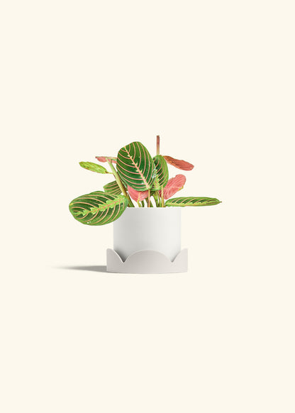 Red Prayer Plant in a 4 inches White Classic Cylinder Planter in a Oat Petal Drip Tray