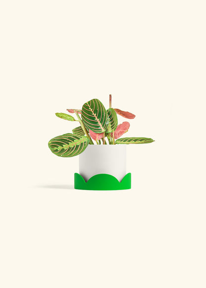 Red Prayer Plant in a 4 inches White Classic Cylinder Planter in a Shamrock Petal Drip Tray