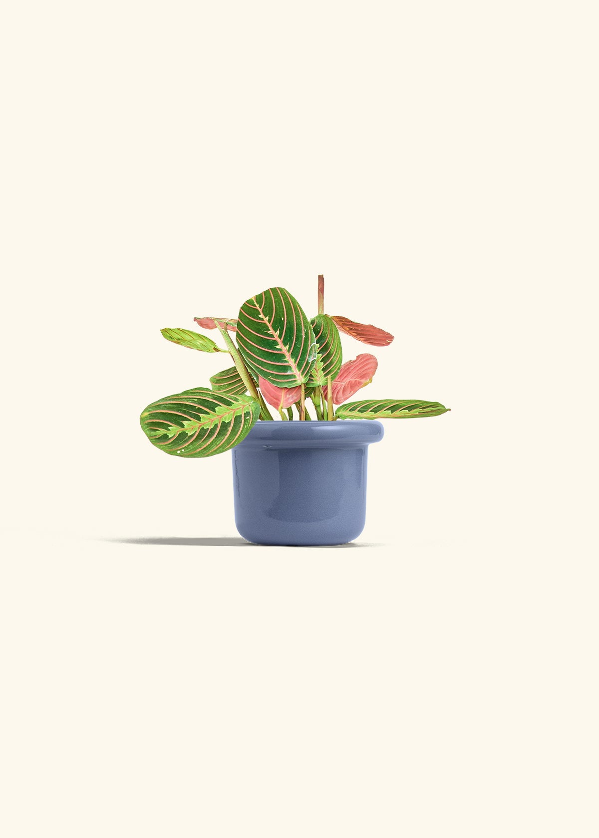 Red Prayer Plant in a 4 inches Fat Lip Blue Planter 