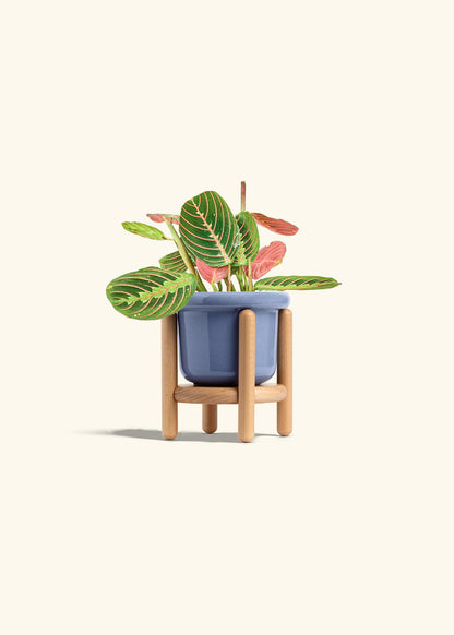 Red Prayer Plant in a 4 inches Fat Lip Blue Planter in a Beech Wood Stand