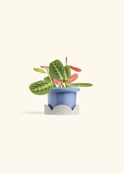 Red Prayer Plant in a 4 inches Fat Lip Blue Planter in a Oat Petal Drip Tray