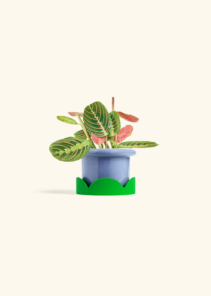Red Prayer Plant in a 4 inches Fat Lip Blue Planter in a Shamrock Petal Drip Tray