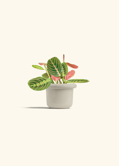 Red Prayer Plant in a 4 inches Fat Lip Oat Planter 