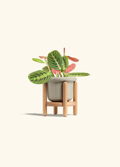 Red Prayer Plant in a 4 inches Fat Lip Oat Planter in a Beech Wood Stand