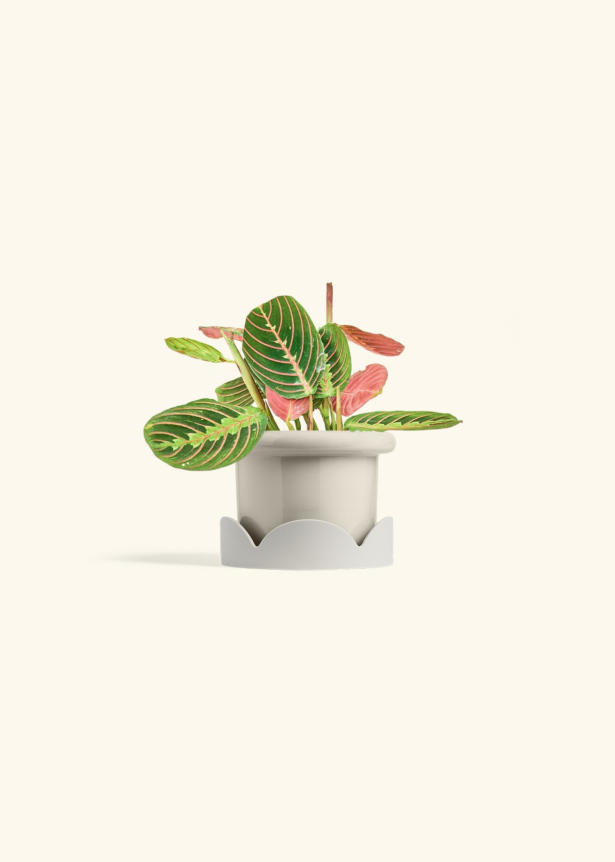 Red Prayer Plant in a 4 inches Fat Lip Oat Planter in a Oat Petal Drip Tray