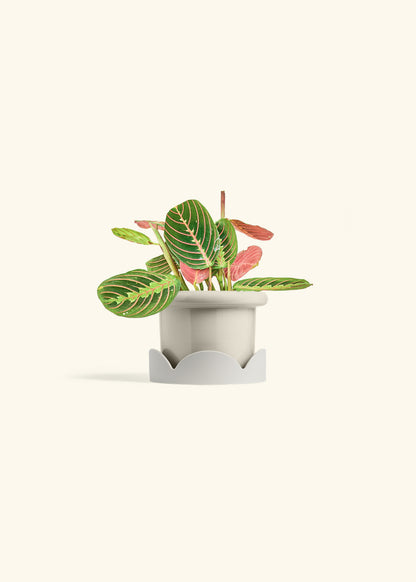 Red Prayer Plant in a 4 inches Fat Lip Oat Planter in a Oat Petal Drip Tray