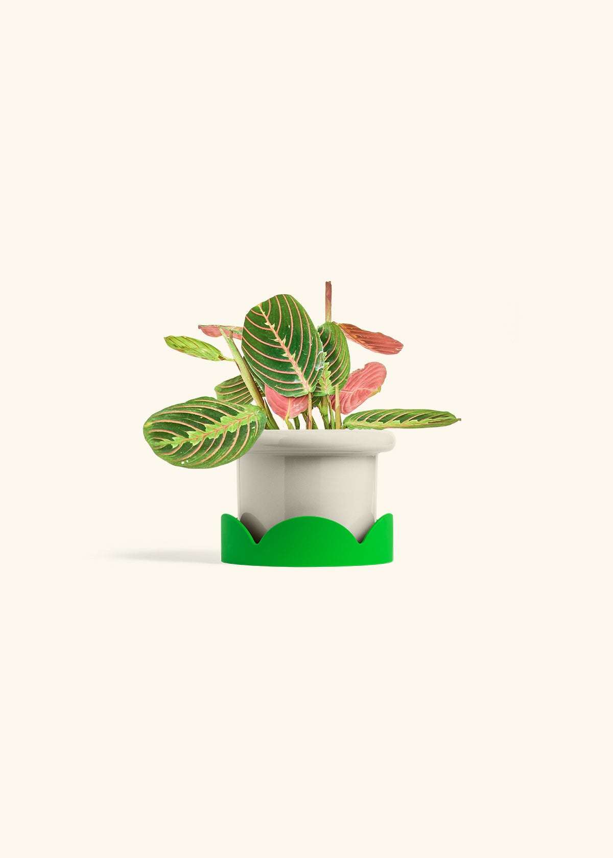 Red Prayer Plant in a 4 inches Fat Lip Oat Planter in a Shamrock Petal Drip Tray