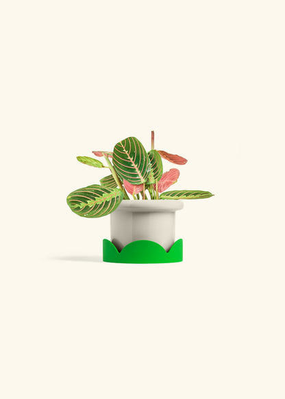 Red Prayer Plant in a 4 inches Fat Lip Oat Planter in a Shamrock Petal Drip Tray