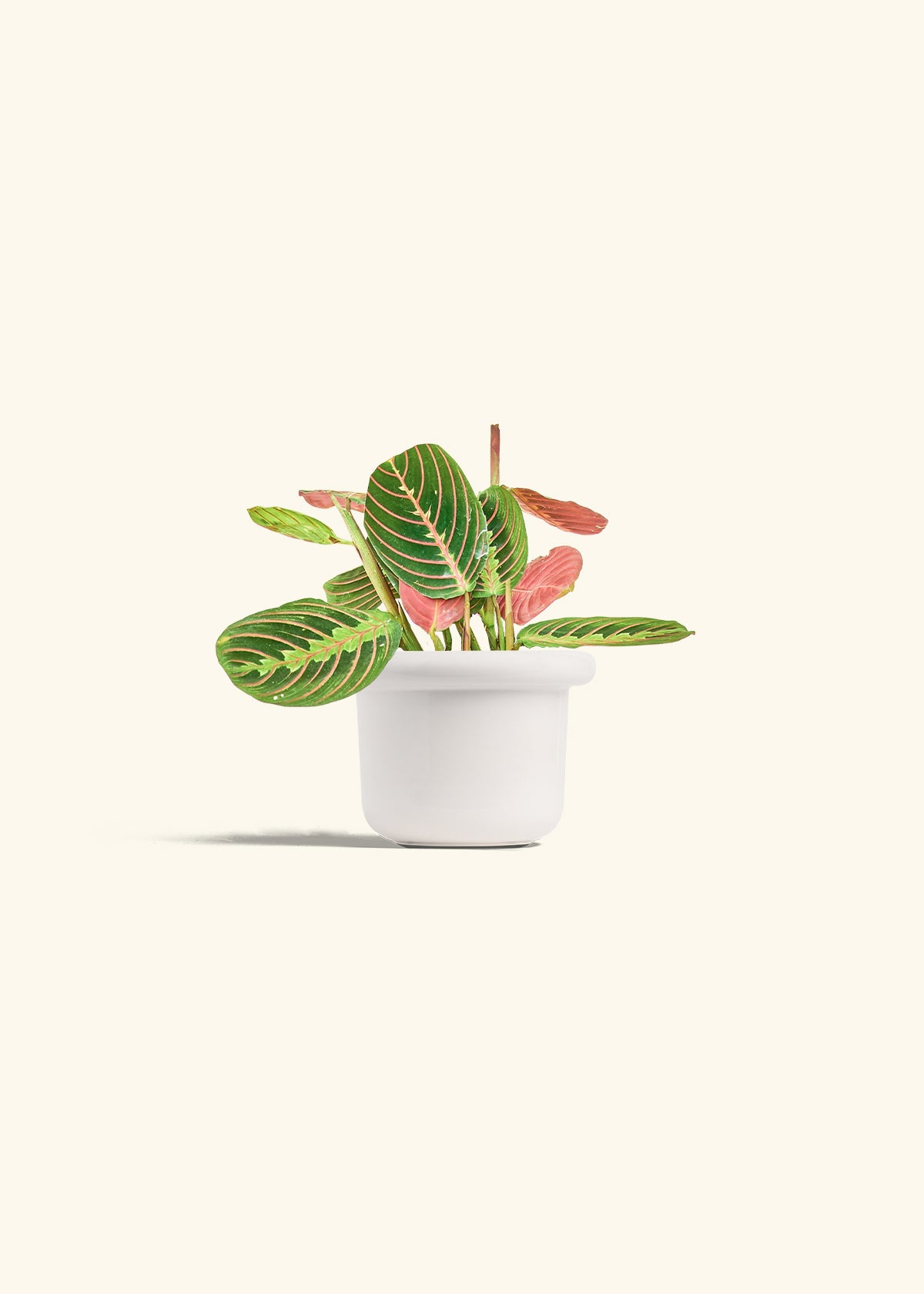 Red Prayer Plant in a 4 inches Fat Lip White Planter 