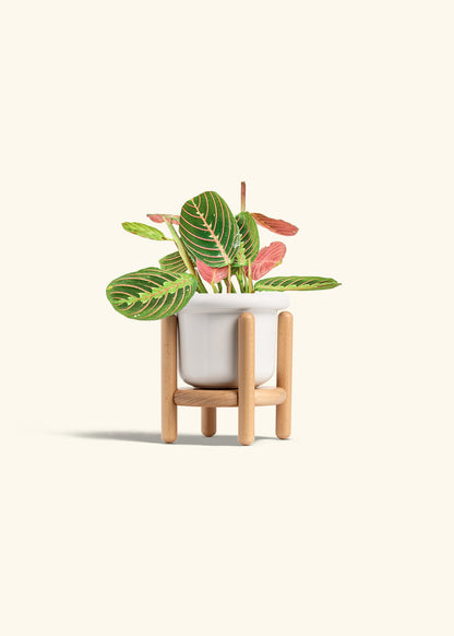 Red Prayer Plant in a 4 inches Fat Lip White Planter in a Beech Wood Stand