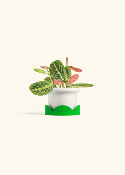 Red Prayer Plant in a 4 inches Fat Lip White Planter in a Shamrock Petal Drip Tray