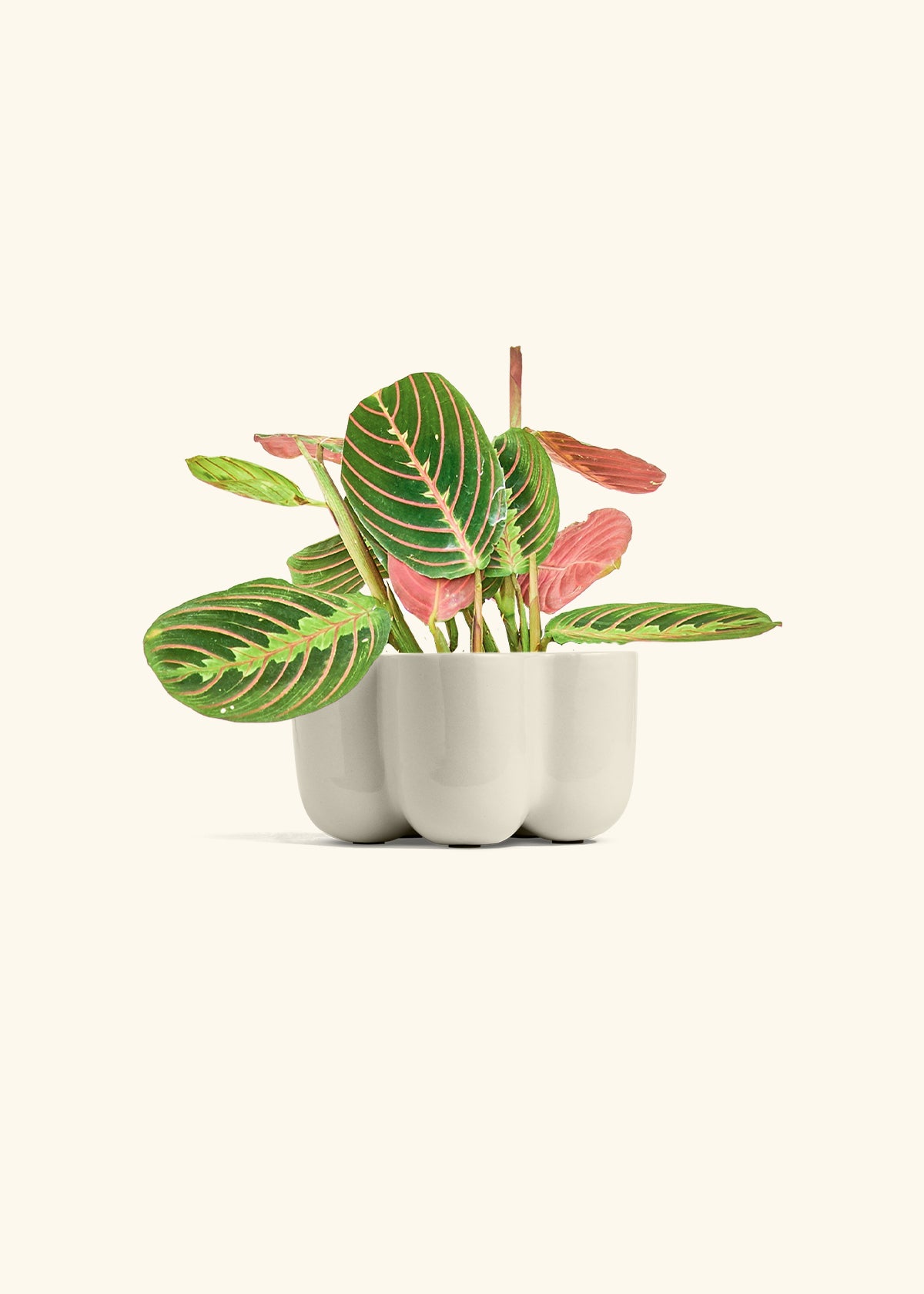 Red Prayer Plant in a 4 inches in a Oat Petal Planter