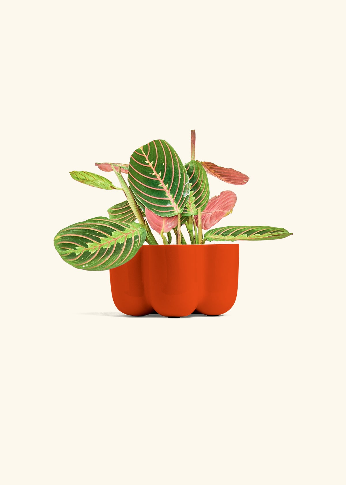 Red Prayer Plant in a 4 inches in a Red Petal Planter