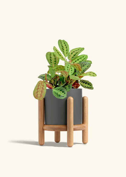 Red Prayer Plant in a 6 inches Charcoal Classic Cylinder Planter in a Beech Wood Stand