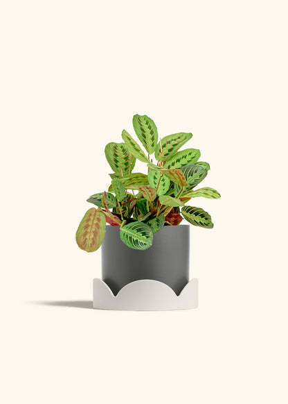 Red Prayer Plant in a 6 inches Charcoal Classic Cylinder Planter in a Oat Petal Drip Tray