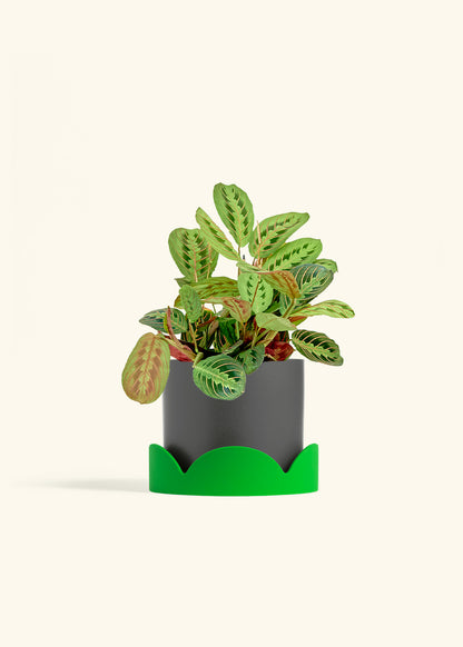 Red Prayer Plant in a 6 inches Charcoal Classic Cylinder Planter in a Shamrock Petal Drip Tray