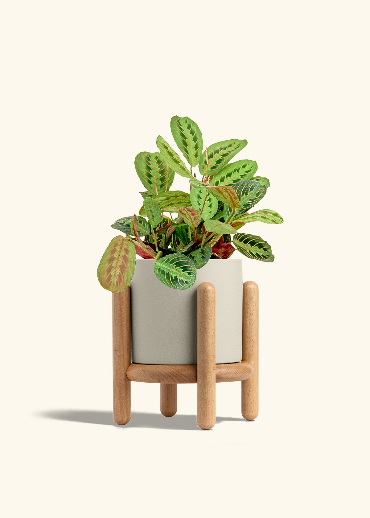 Red Prayer Plant in a 6 inches Oat Classic Cylinder Planter in a Beech Wood Stand