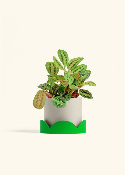 Red Prayer Plant in a 6 inches Oat Classic Cylinder Planter in a Shamrock Petal Drip Tray