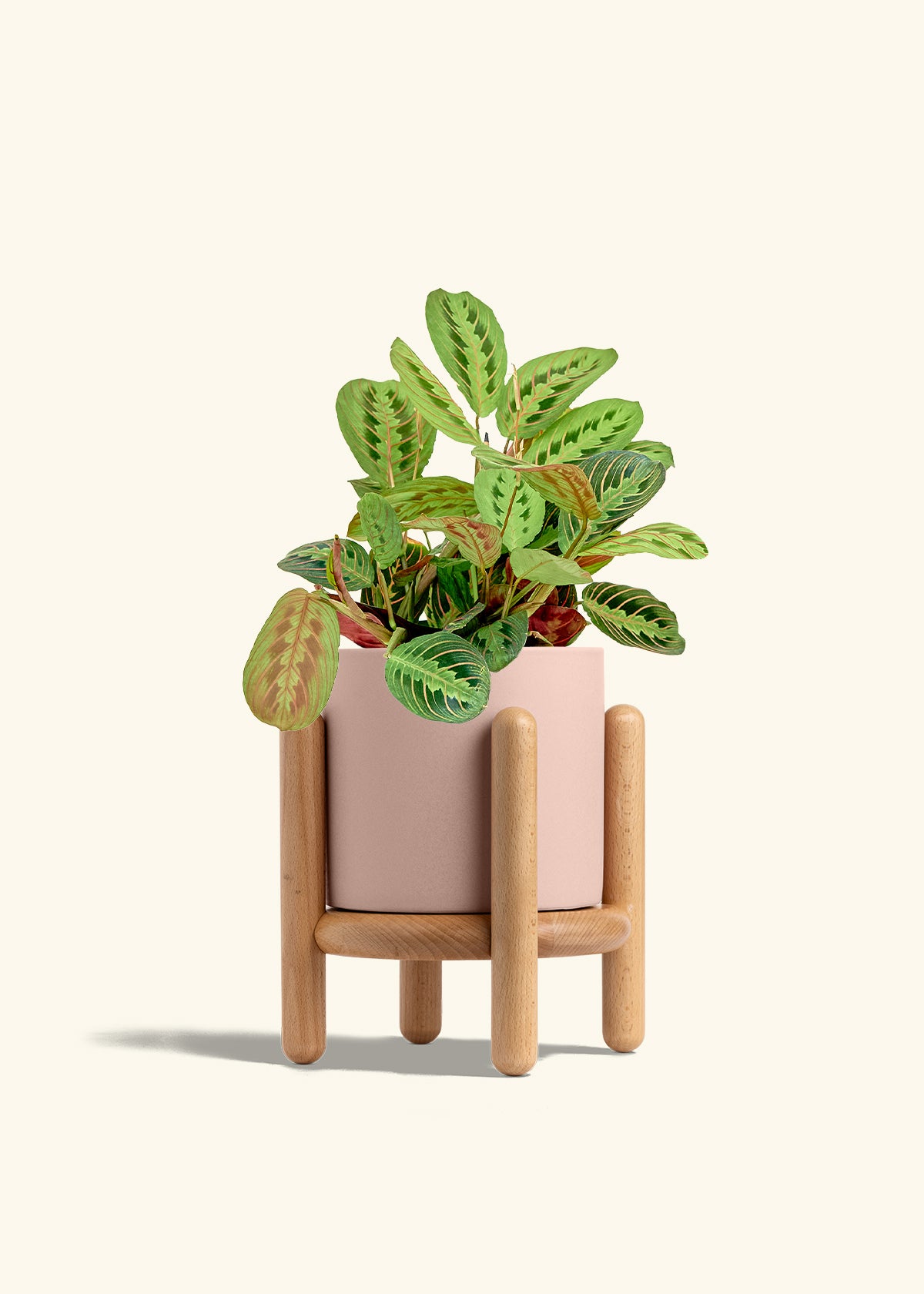 Red Prayer Plant in a 6 inches Pink Classic Cylinder Planter in a Beech Wood Stand
