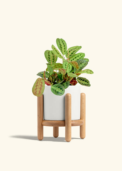 Red Prayer Plant in a 6 inches White Classic Cylinder Planter in a Beech Wood Stand