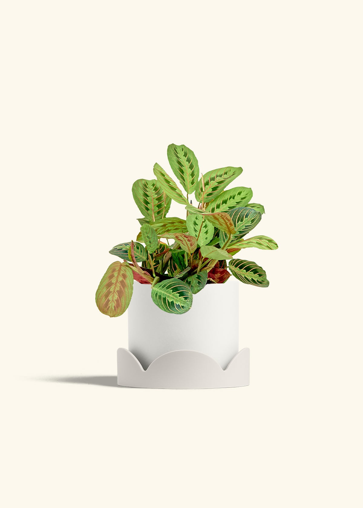 Red Prayer Plant in a 6 inches White Classic Cylinder Planter in a Oat Petal Drip Tray