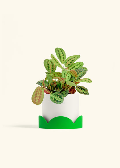 Red Prayer Plant in a 6 inches White Classic Cylinder Planter in a Shamrock Petal Drip Tray