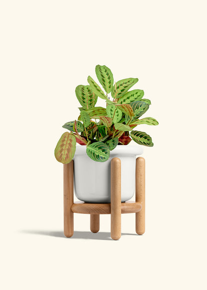 Red Prayer Plant in a 6 inches Fat Lip White Planter in a Beech Wood Stand