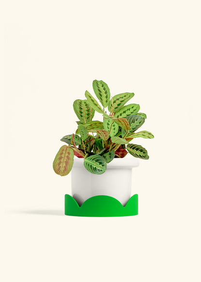 Red Prayer Plant in a 6 inches Fat Lip White Planter in a Shamrock Petal Drip Tray