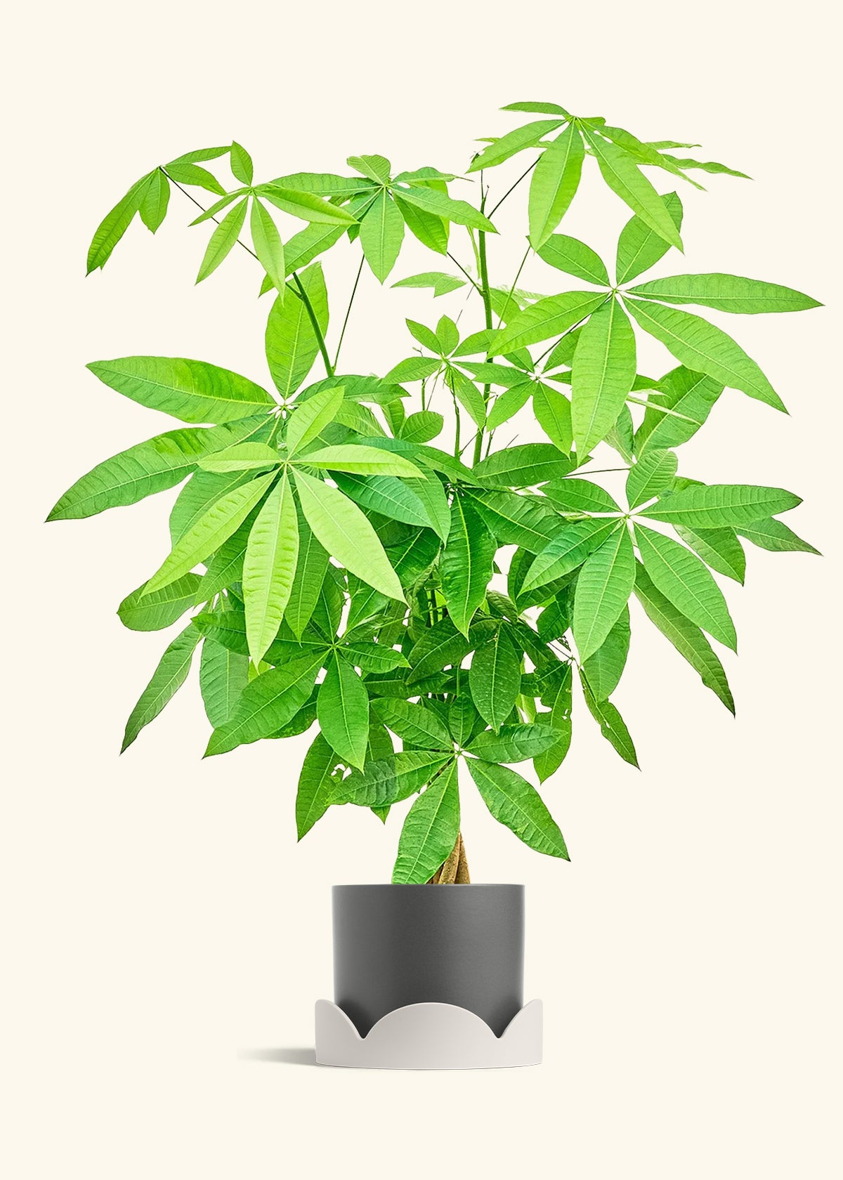 Braided Money Tree in a 10 inches Charcoal Classic Cylinder Planter in a Shamrock Petal Drip Tray