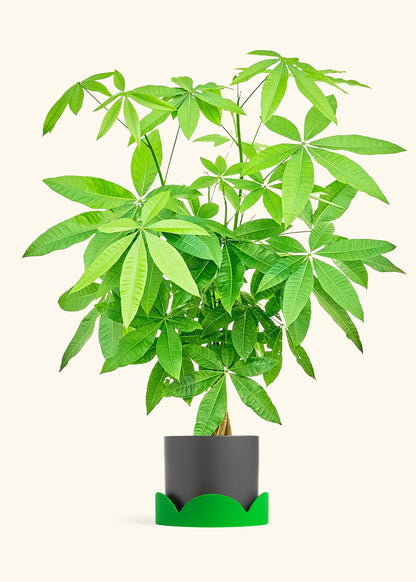 Braided Money Tree in a 10 inches Charcoal Classic Cylinder Planter 