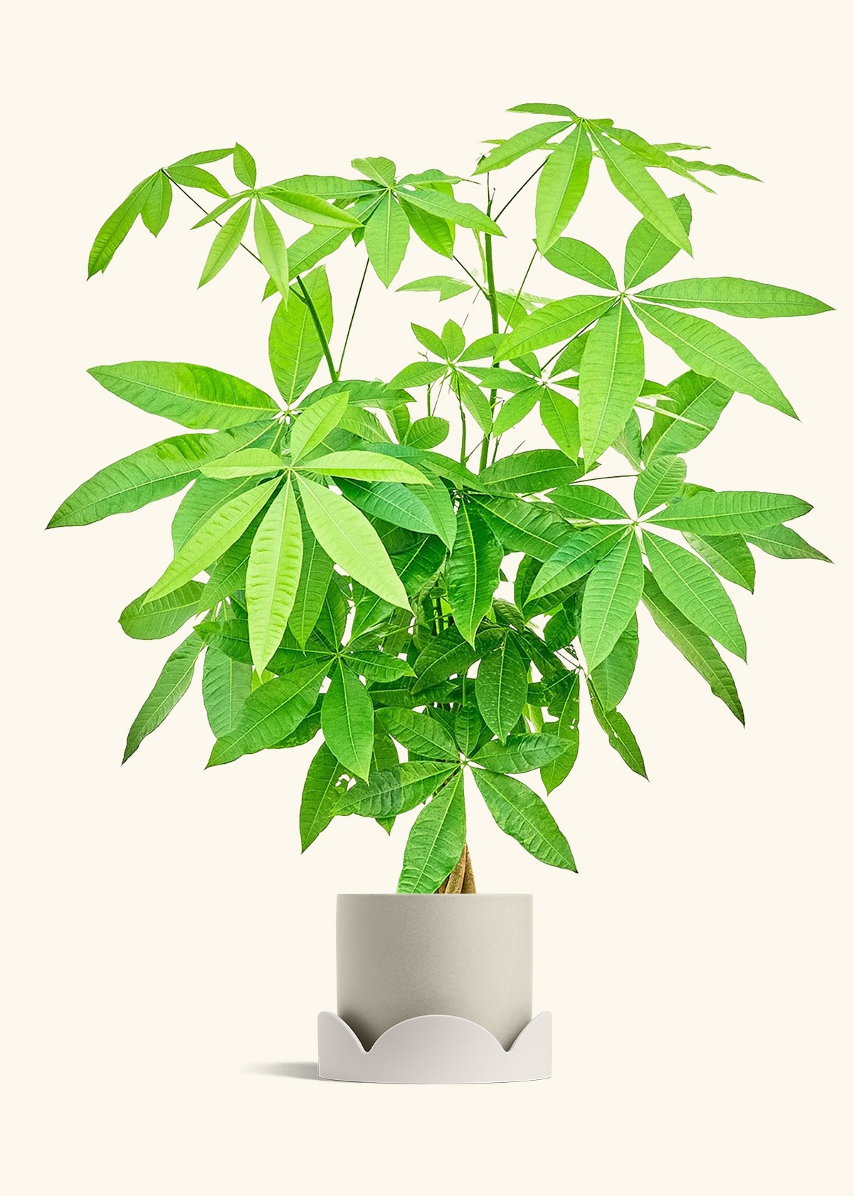 Braided Money Tree in a 10 inches Oat Classic Cylinder Planter in a Shamrock Petal Drip Tray