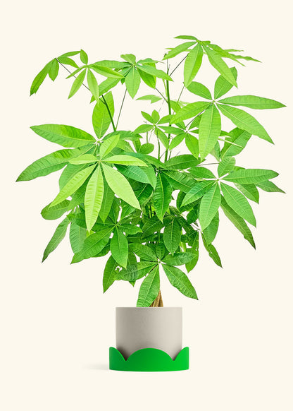 Braided Money Tree in a 10 inches Oat Classic Cylinder Planter 