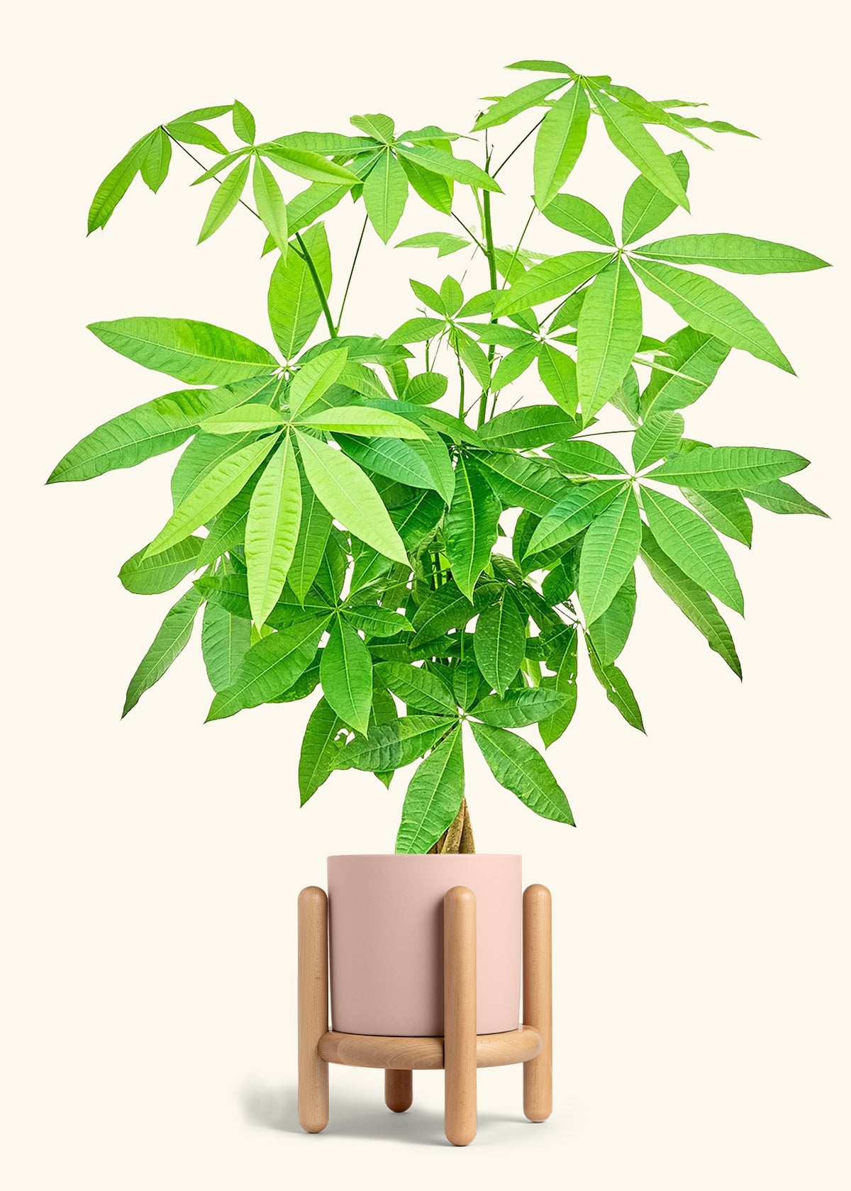 Braided Money Tree in a 10 inches Pink Classic Cylinder Planter in a Oat Petal Drip Tray
